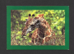 Animaux & Faune - Animals - Girafe Wild Tanzania - Maasai   Giraffe - Published By Tanganyika Wildlife Safari Tanzania - Giraffes