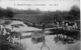 Chasse à Courre - Le Cerf  à L'Arrêt - Chasse