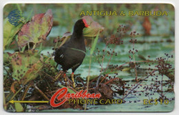 Antigua & Barbuda - Common Moorhen - 104CATA - Antigua En Barbuda