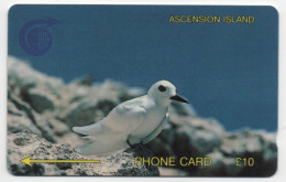 Ascension Island - Fairy Tern - 2CASB - Isole Ascensione