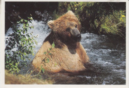 USA  Alaska Postcard "Brown Bear  Ca Kodiak  APR 14 1997 (BS165A) - Stazioni Scientifiche E Stazioni Artici Alla Deriva