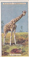 20 Giraffe  - Natural History 1924 - Players Cigarette Card - Original - Player's