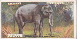 18 Asiatic Elephants  - Natural History 1924 - Players Cigarette Card - Original - Player's