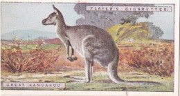 24 Great Kangaroo  - Natural History 1924 - Players Cigarette Card - Original - Player's