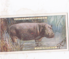 23 Hippopotamus  - Natural History 1924 - Players Cigarette Card - Original - Player's