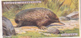 16 Echidna  - Natural History 1924 - Players Cigarette Card - Original - Player's