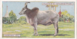 34 Indian Ox / Zebu  - Natural History 1924 - Players Cigarette Card - Original - Player's