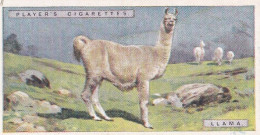 29 Llama  - Natural History 1924 - Players Cigarette Card - Original - Player's