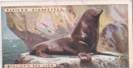 28 Steller's Sea Lion- Natural History 1924 - Players Cigarette Card - Original - Player's