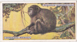 30 Japanese Monkey  - Natural History 1924 - Players Cigarette Card - Original - Player's