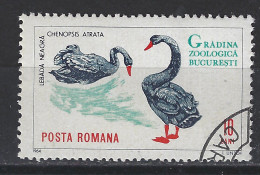 Roemenie Romania Romana Used; Zwarte Zwaan Black Swan Cisne Cygne NOW MANY ANIMAL STAMPS - Swans