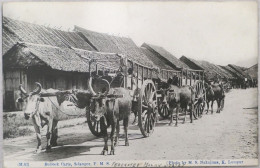 C. P. A. : Malaysia :  Bullock Carts, SELANGOR, F. M. S. - Malaysia