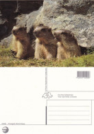 Marmotte.  Non Viaggiata - Turtles