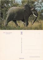 Elefante Africano.  Non Viaggiata - Éléphants