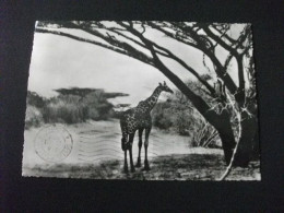 GIRAFFA CAMELOPARDALIS  RETICULATA SOMALIA - Giraffes