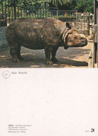 Rinoceronte Indiano. Giardino Zoologico Roma.  Non Viaggiata - Rhinoceros