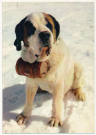 CPM - "KOKO" Le Saint Bernard Des Neiges - Honden