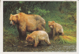 Canada Postcard "Brown Bears" Iqaluit Ca Iqaluit JUL 28 1997  (BS181A) - Stazioni Scientifiche E Stazioni Artici Alla Deriva