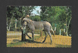 Animaux & Faune > Zèbre - Zoo St Édouard Cté Maskinongé Québec - Par J.M. Bienvenue - Zebras