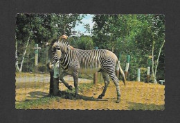 Animaux & Faune > Zèbre - Zoo St Édouard Cté Maskinongé Québec - Par J.M. Bienvenue - Zebre