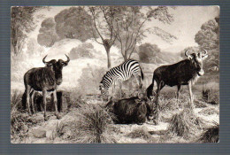 ANIMAUX-FAUNE - Zèbre Et Gnous - Zebras