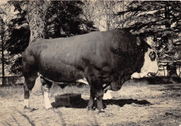 69-FRANCHEVILLE- CENTRE D'INSEMINATION- UNION DES COOPERATIVES D'ELEVAGE ALPES RHONE- TAUREAU ABONDANCE IARDY 1949 - Other & Unclassified