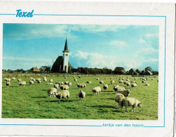 Texel - Texel