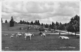 La Joux Pâturage Vaches Au Prè Génisses Alpage Vallée De Joux - Sonstige & Ohne Zuordnung