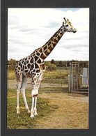 Animaux & Faune > Girafe Retcule - Animal Girafe Retcule - Photo Prise Au Zoo De Granby Par David Chapman - Giraffes