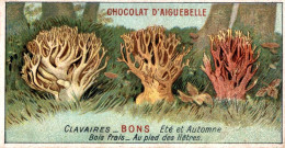 CHROMO CHOCOLAT D'AIGUEBELLE DROME QUELS SONT LES BONS ET MAUVAIS CHAMPIGNONS LES CLAVAIRES - BONS ETE ET AUTOMNE - Aiguebelle