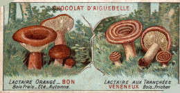 CHROMO CHOCOLAT D'AIGUEBELLE  LES BONS ET MAUVAIS CHAMPIGNONS LACTAIRE ORANGE BON LACTAIRE AUX TRANCHEES VENENEUX - Aiguebelle