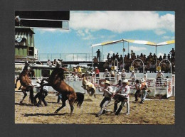 Calgary - Alberta - Calgary Exhibition & Stampede - The Wild Horse Race - Photo Calgary Exhibition And Stampede - Calgary