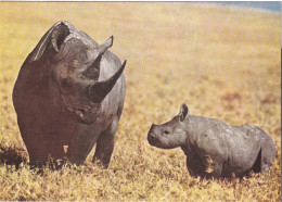 TWIN HORN RHINOCEROS-AFRICAN FAUNA-PICTURE POST CARD-MNH-BX4-9 - Rhinoceros