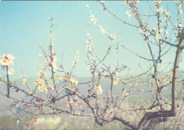 Figueira De Castelo Rodrigo - Escalhão / Barca D'Alva / Barca Dalva / Amendoeiras Em Flor - Guarda