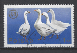 Polen Poland Pologne Polska Used ; Gans Goose Oie Ganso NOW MANY STAMPS OF ANIMALS FOR SALE - Gansos