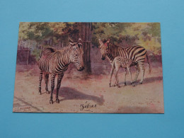 ZEBRAS ( Zoological Gardens London ) C T Howard ( Edit. J. Salmon ) Anno ....! - Jirafas