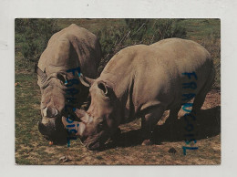 Rhinocéros Blancs. Néron Et Cléopâtre. Réserve Africaine De Sigean - Rhinozeros