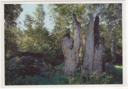 Fürst-Pückler-Park Bad Muskau - Reste Der Hermanns-Eiche Im Polinischen Parkteil - (Deutschland) - 16.5 X 11.5 Cm - Bad Muskau