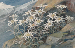 Fleurs Des Alpes .Edelweiss. Signée A Haller - Haller, A.