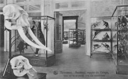 BELGIQUE - Tervuren - Nouveau Musée Du Congo - Carte Postale Ancienne - Tervuren