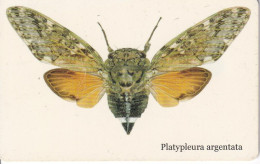 TARJETA DE SUDAFRICA DE UNA MARIPOSA (BUTTERFLY) - Papillons