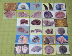 Collection De 26 Cartes Postales - Fossiles Et Minéraux De Tunisie - Otros & Sin Clasificación