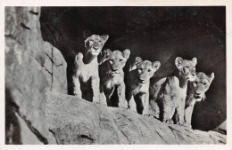 Carl Hagenbeck's Tierpark, Hamburg - Stellingen Löwinnen In Der Löwenschlucht Ngl (2260) - Stellingen