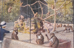 ANIMAUX &FAUNE - SINGES - Monkey House At The Zoological Gardens London - Carte Postale Ancienne - Affen