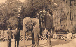 ANIMAUX &FAUNE - ELEPHANTS - Jardin Zoologique Anvers - Carte Carnet - Carte Postale Ancienne - Elefantes