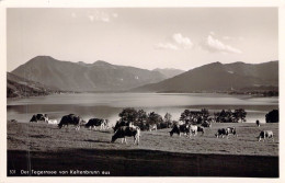 ANIMAUX &FAUNE - VACHES - Troupeaux De Vaches En Prairie - Carte Postale Ancienne - Koeien