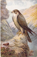 ANIMAUX - OISEAUX - Rapace Devant Son Nid - Carte Postale Ancienne - Vögel