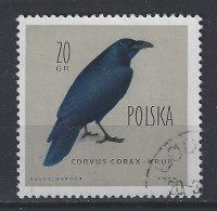 Polen Poland Pologne Used ; Kraai Kauw Crow Corbeau Cuervo Vogel Ave Bird Oiseau - Cuckoos & Turacos