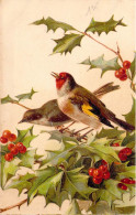 OISEAUX - Des Oiseaux Ce Posent Dans Un Arbre De Houx - Carte Postale Ancienne - Oiseaux