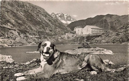 Lac De L'Hospice Du Grand Saint Bernard Gd St. Chien - Autres & Non Classés